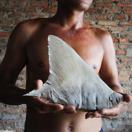 Everyday Extinction: Q&A with Sean Gallagher